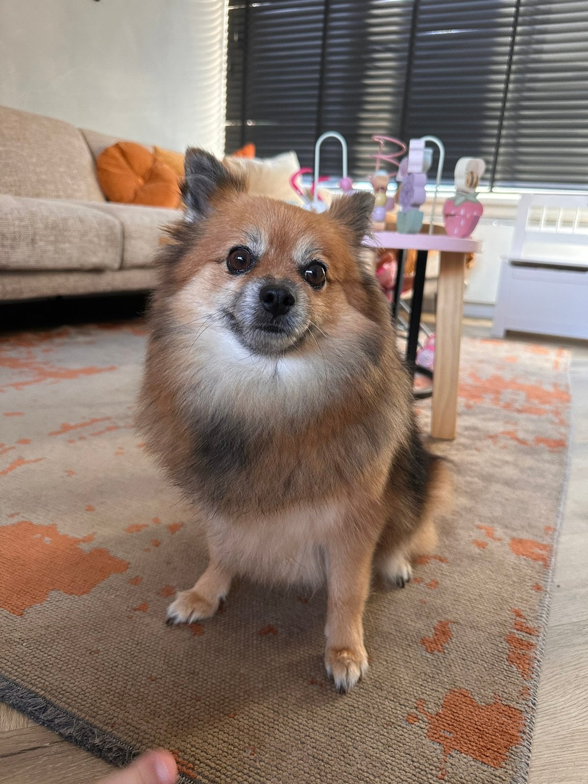 Nieuw gezin gezocht voor onze Mimi, Keeshond, Teef, Eén hond, CDV (hondenziekte)
