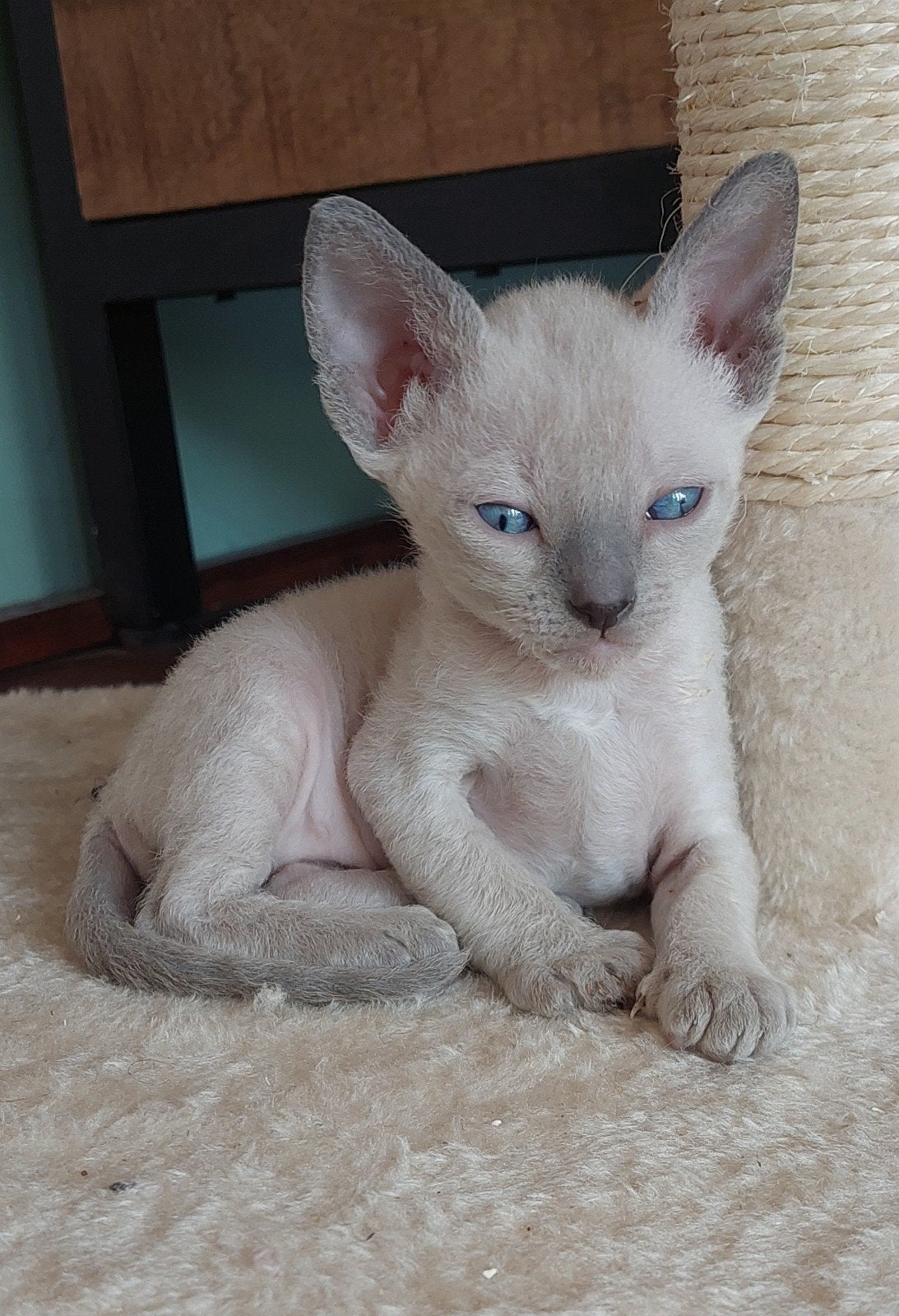 Cornish rex kitten te koop, Meerdere dieren, Gechipt, 0 tot 2 jaar