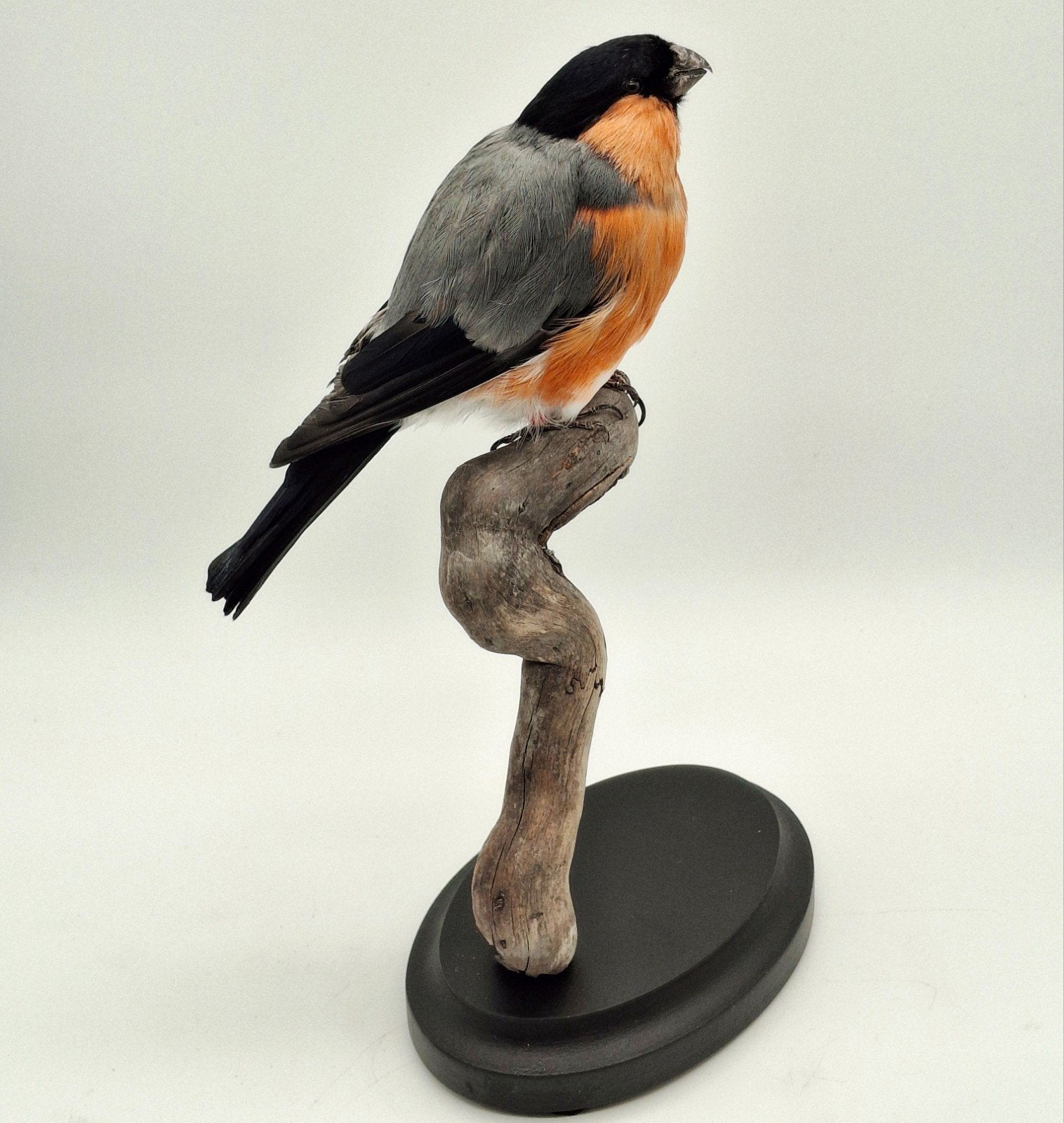 Goudvink taxidermie, Ophalen of Verzenden, Nieuw, Vogel, Opgezet dier