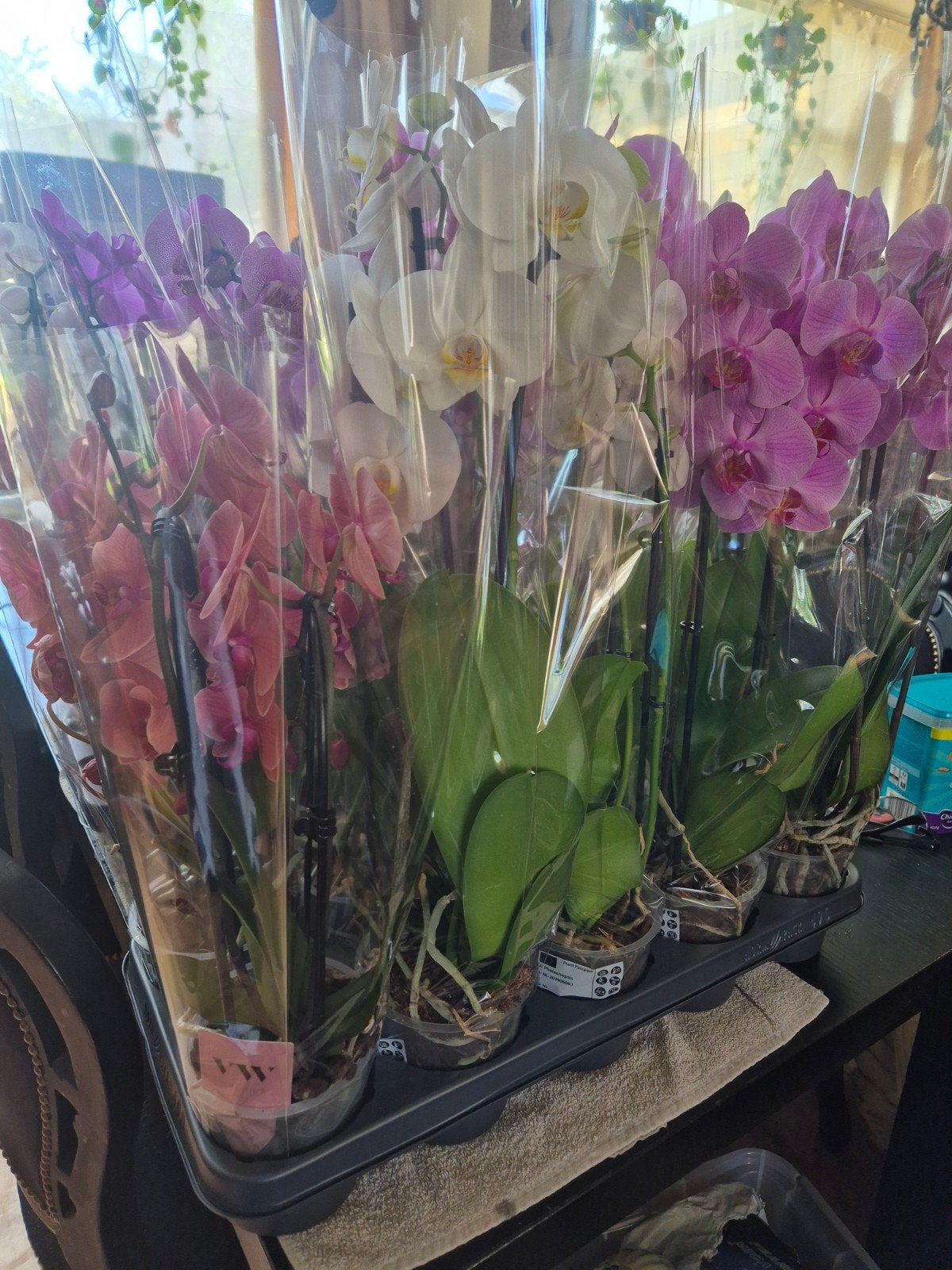 Orchidee, Ophalen of Verzenden, Halfschaduw, Minder dan 100 cm