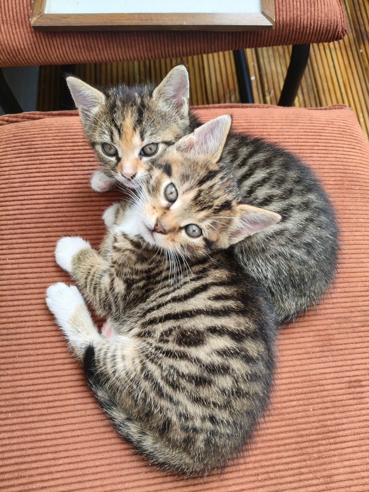 Europese korthaar kittens te koop, Dieren en Toebehoren, Katten en Kittens | Dekkaters