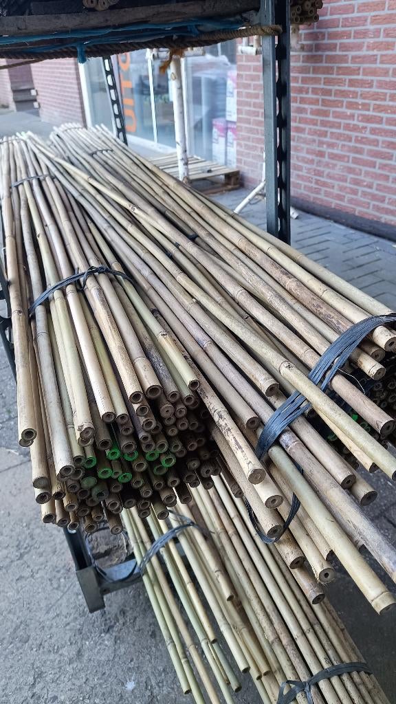 Tonkin bamboe stokken 10vt (305cm) 20/22, Tuin en Terras, Ophalen, Nieuw, Overige typen