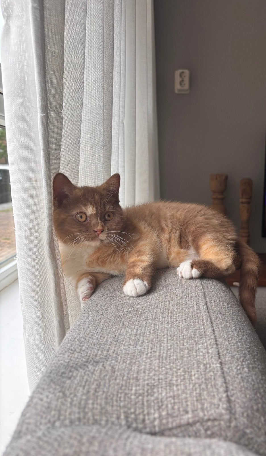 Deze lieverd zoekt een fijn huisje, Dieren en Toebehoren, Poes, Met stamboom, 0 tot 2 jaar
