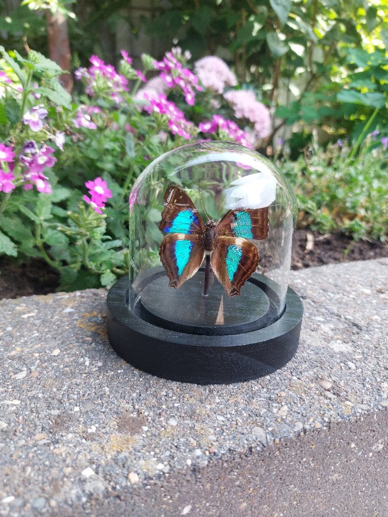 Prachtige Morpho Didius vlinder in stolp, Verzamelen, Dierenverzamelingen, Ophalen of Verzenden, Zo goed als nieuw, Insect, Opgezet dier