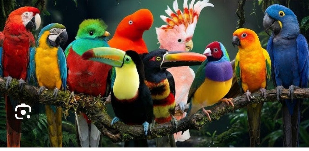 gezocht  papagaaien en andere vogels, Dieren en Toebehoren, Vogels | Parkieten en Papegaaien, Meerdere dieren, Papegaai