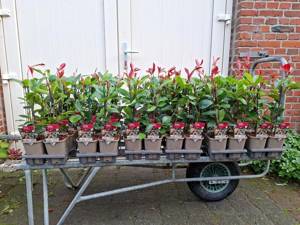 Haagplanten! laurier/ glansmispel/ liguster/ hedera!, Tuin en Terras, Ophalen, Laurier, 100 tot 250 cm