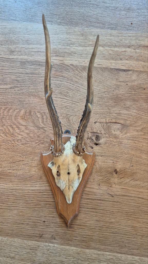 Herten Gewei op Houten Schild - Vintage Decoratie, Ophalen of Verzenden