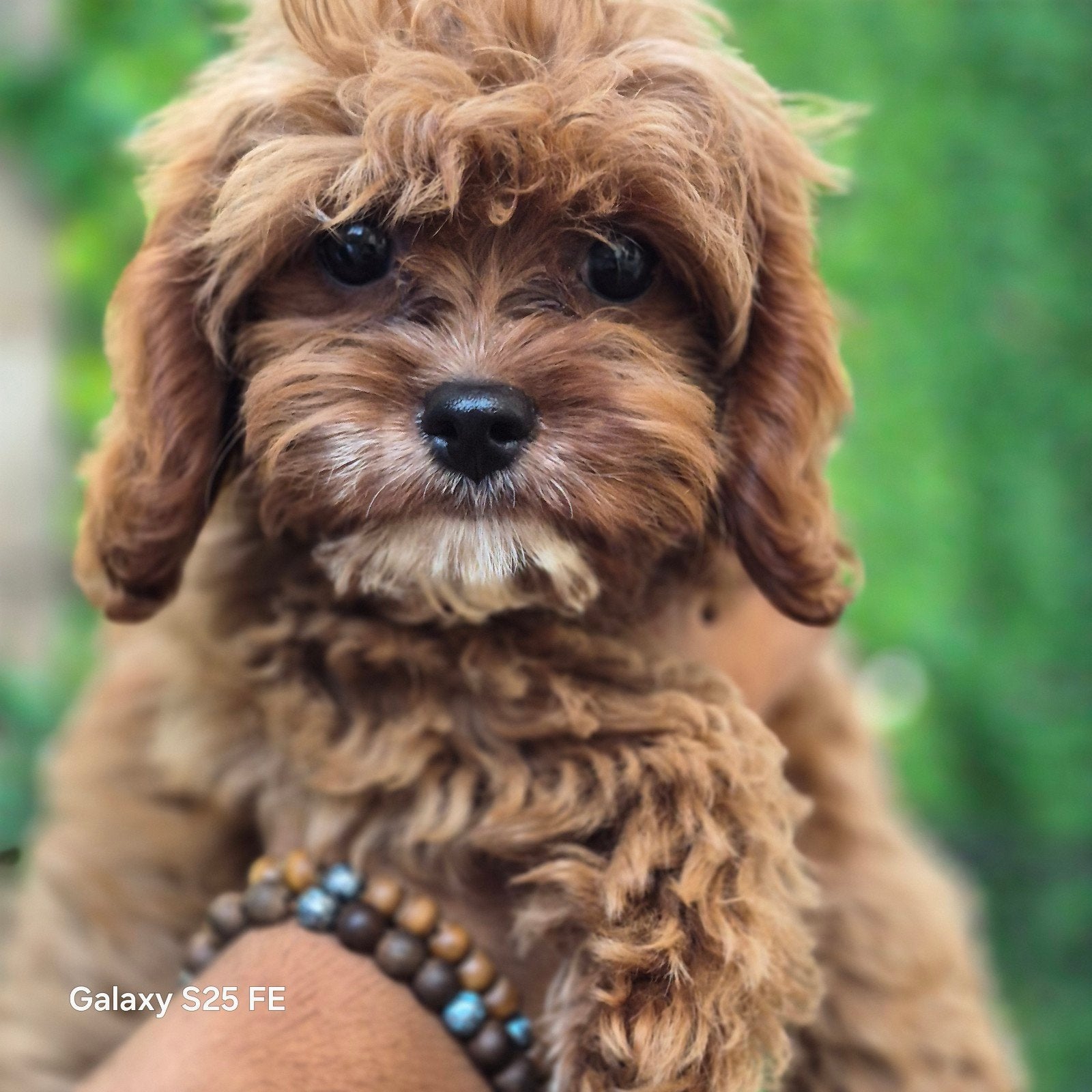 Cavapoo, Particulier, Overige rassen, 8 tot 15 weken, Buitenland