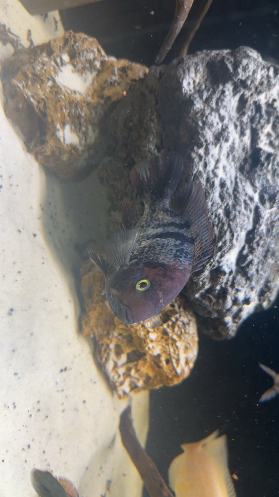 Marble fene, Dieren en Toebehoren, Vissen | Aquariumvissen, Vis