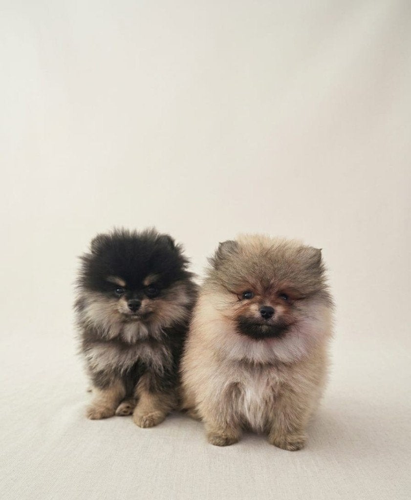 Pomeriaan Reutjes Pups, Keeshond, Reu, 8 tot 15 weken, Parvo