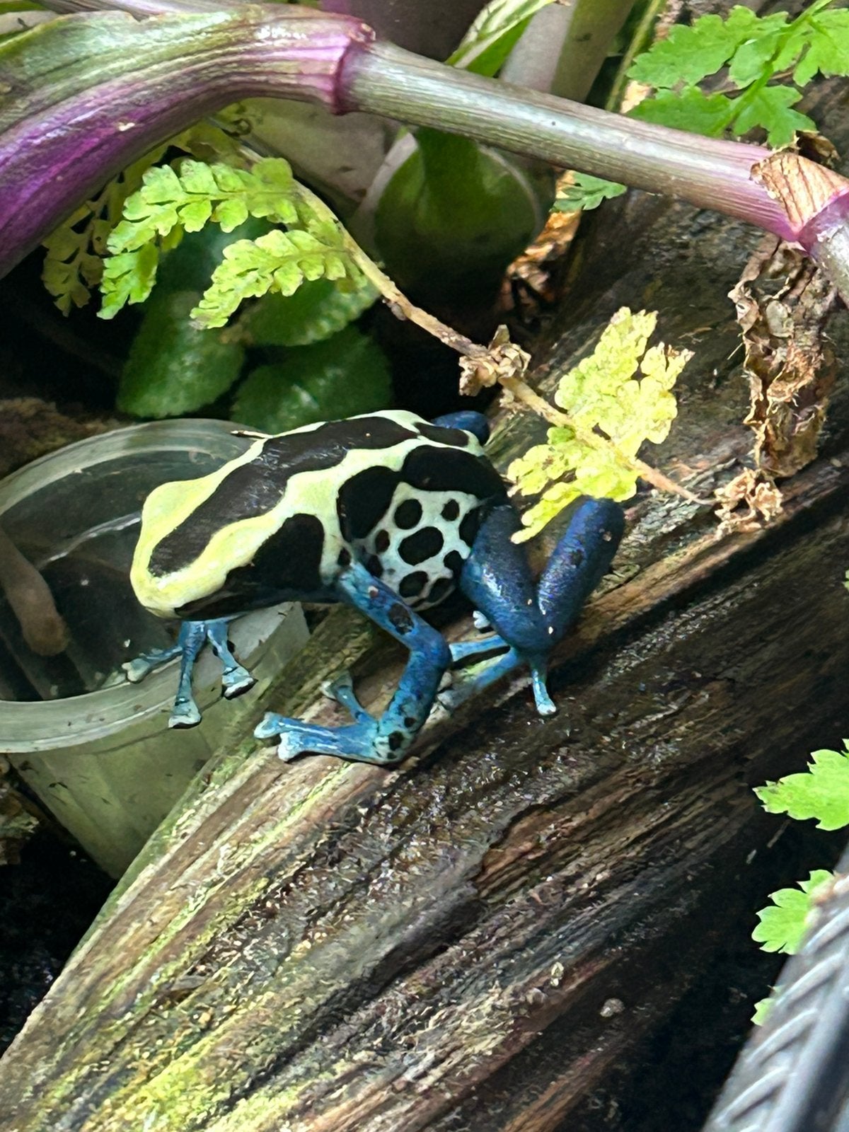 Dendrobates tinctorius patricia zekere man, Dieren en Toebehoren, Amfibie, 0 tot 2 jaar