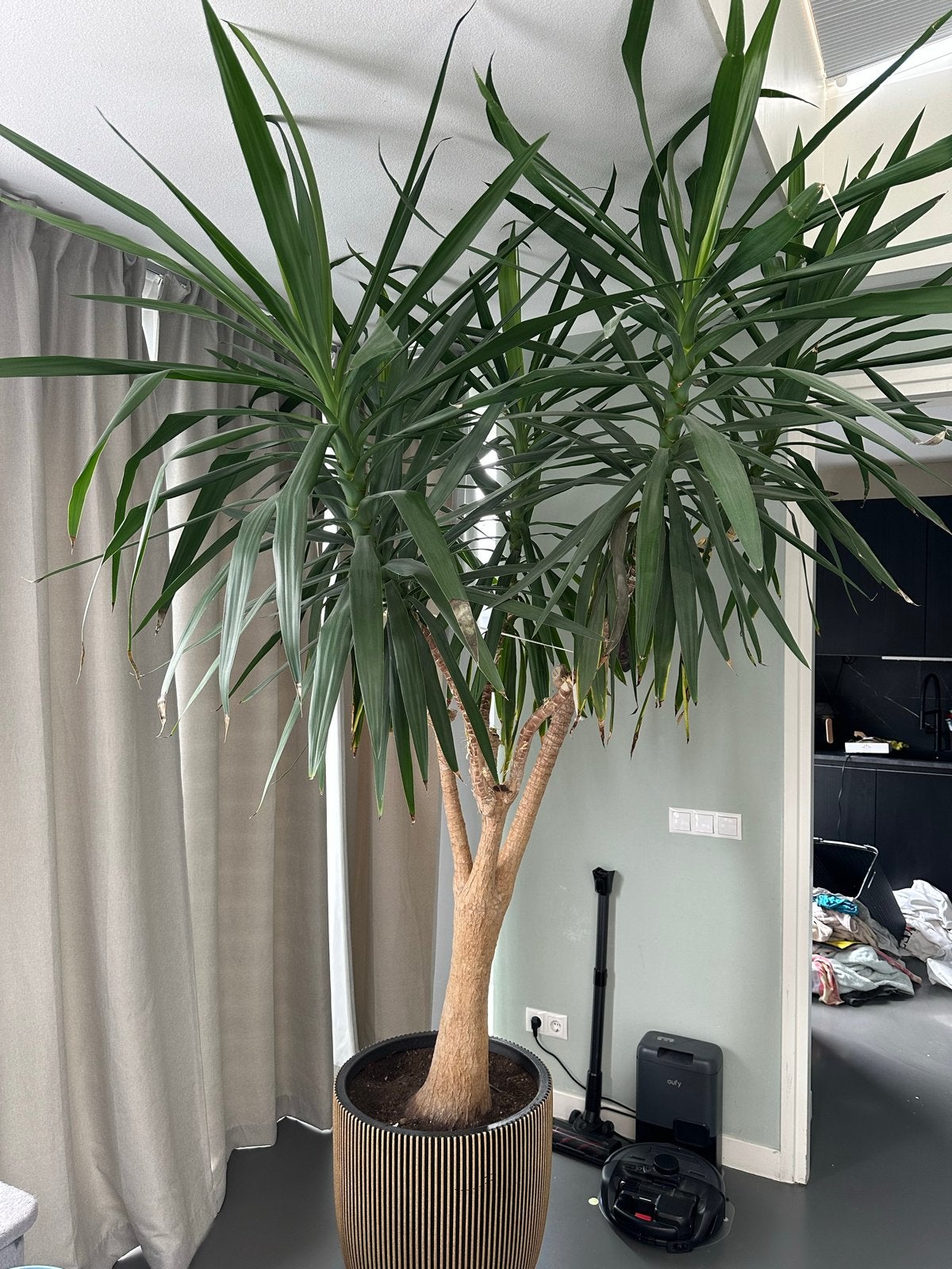 Grote Yucca kamerplant in pot, Ophalen, 200 cm of meer, In pot, Yucca