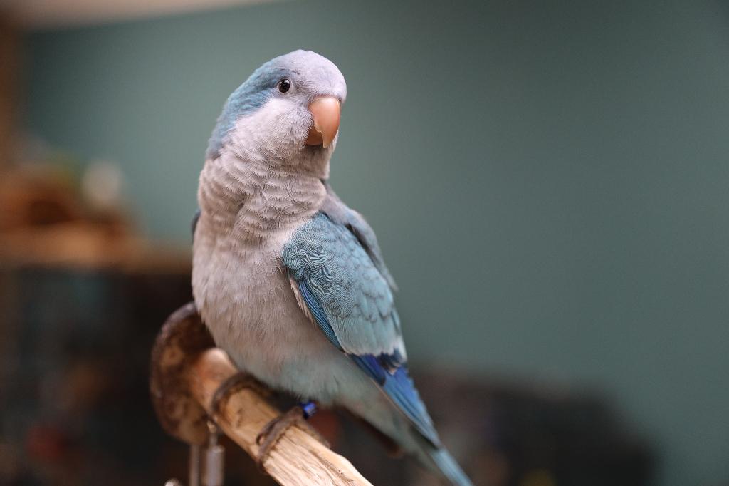 VERWACHT | Jonge Baby  Muisparkieten | Handtam | Div. Kleure, Dieren en Toebehoren, Meerdere dieren, Parkiet, Pratend