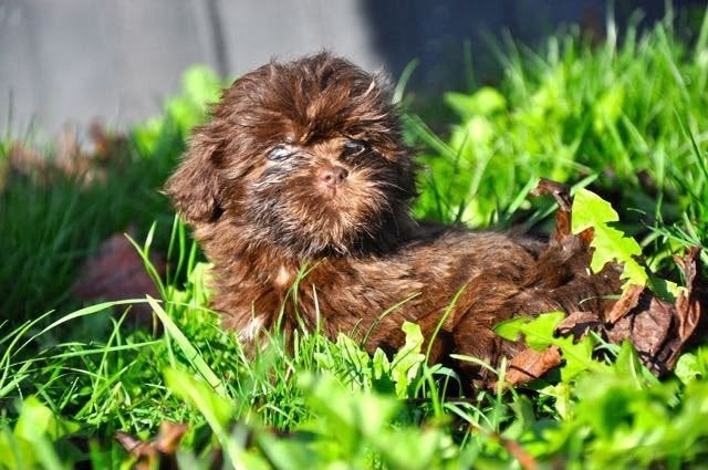 Te koop leuke Boomer pups