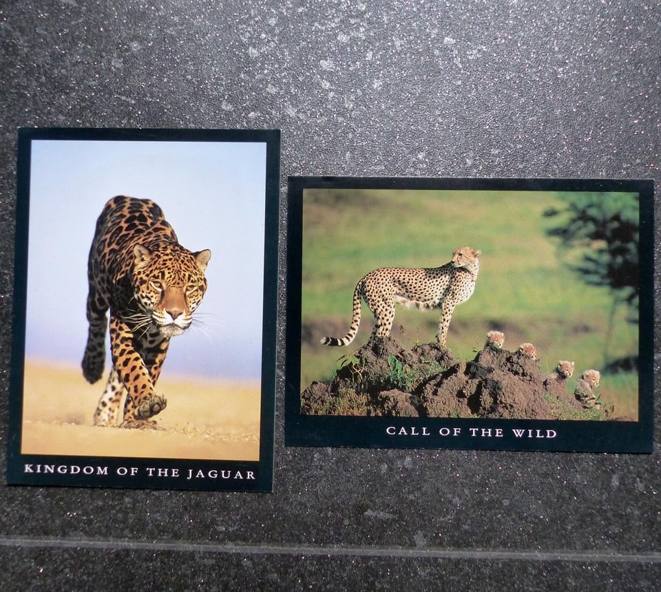 Ansichtkaarten jaguar en cheetah jachtluipaard Cartel, Ophalen of Verzenden, 1980 tot heden, Ongelopen, Wild dier