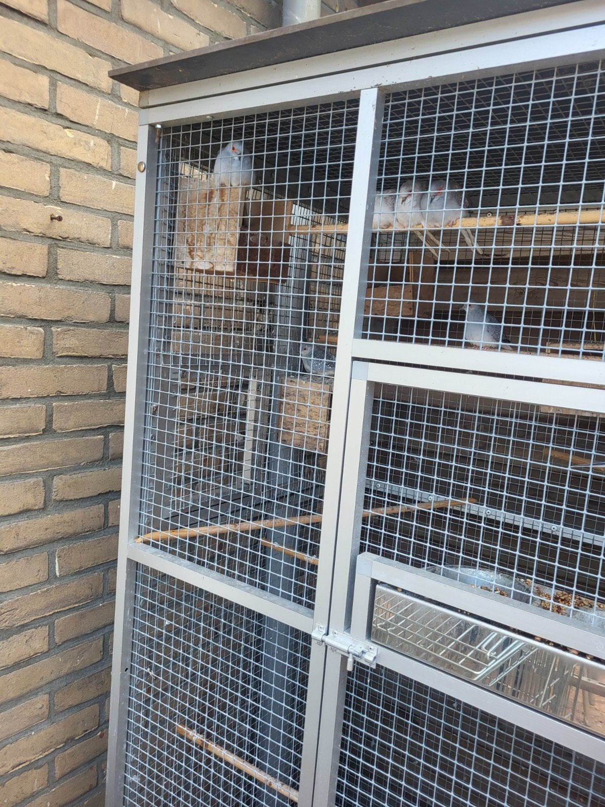 4 stel diamand  duifen, Dieren en Toebehoren, Vogels | Duiven, Meerdere dieren