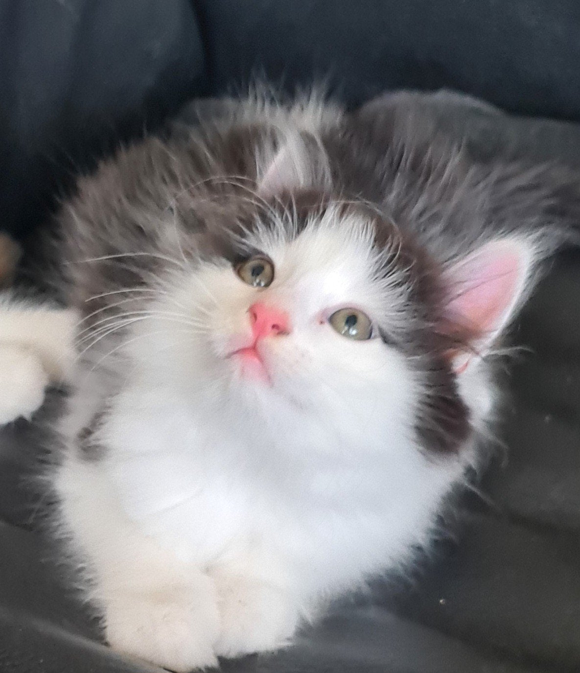Nog 1 ragdolletje langharig katertje, Kater
