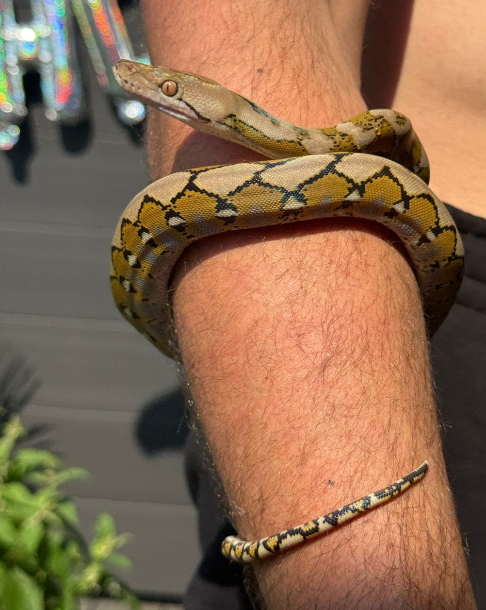 RETIC / Netpython / reticulated python, Dieren en Toebehoren, Slang, Met terrarium, 0 tot 2 jaar
