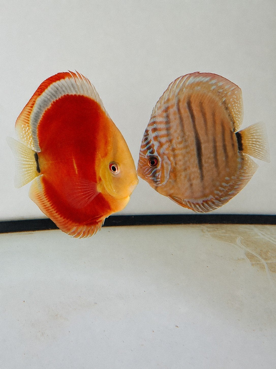 Koppel Ica red X Heckel Cross discusvissen, Dieren en Toebehoren, Vis, Zoetwatervis, Schoolvis