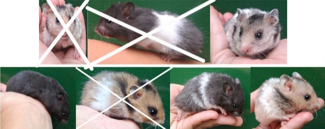 kindvriendelyke syrische hamster goudhamster van hobbyfokker, Dieren en Toebehoren, Knaagdieren, Hamster, Juli, Meerdere dieren