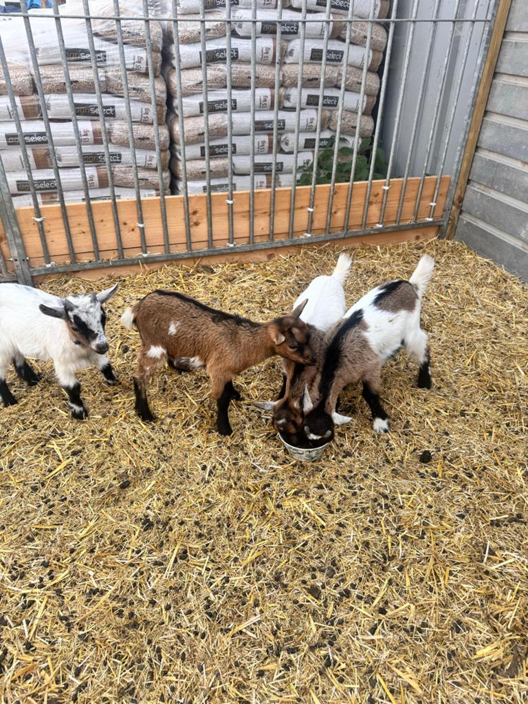 dwerg geit bokjes te ruil tegen vrouwtjes, Dieren en Toebehoren, Meerdere dieren, Geit, 0 tot 2 jaar