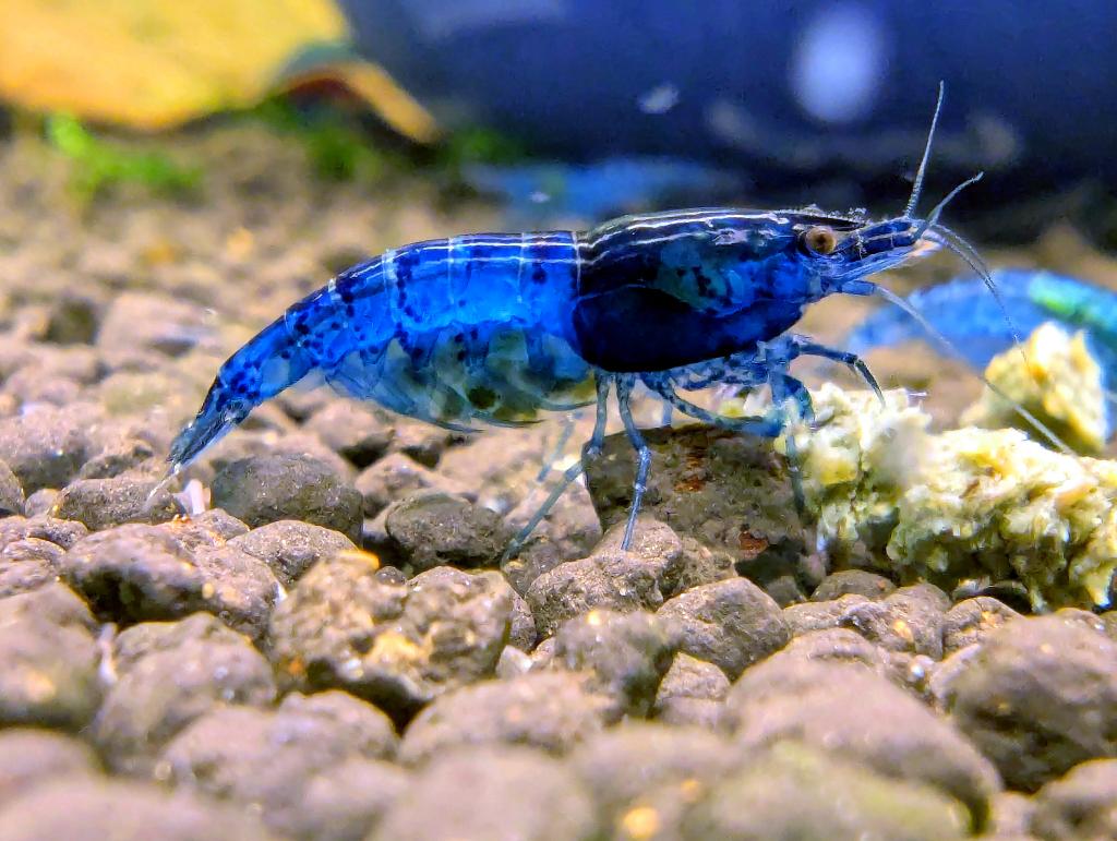 10 x Blue Neocaridina Shrimp - Aquarium, Fish, Dieren en Toebehoren, Vissen | Aquaria en Toebehoren, Ophalen of Verzenden, Nieuw