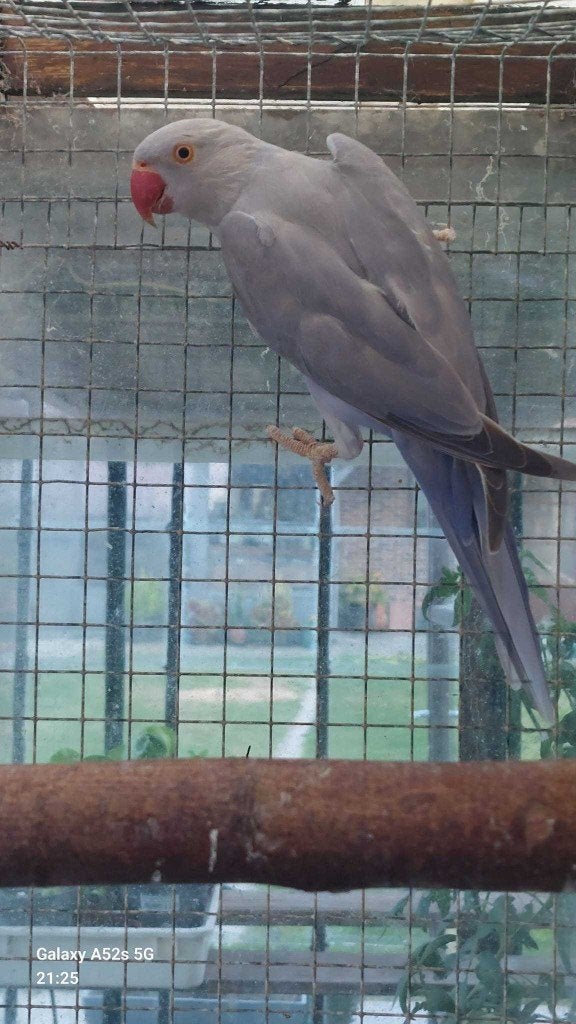 Halsbandparkieten, Meerdere dieren, Parkiet, Geringd