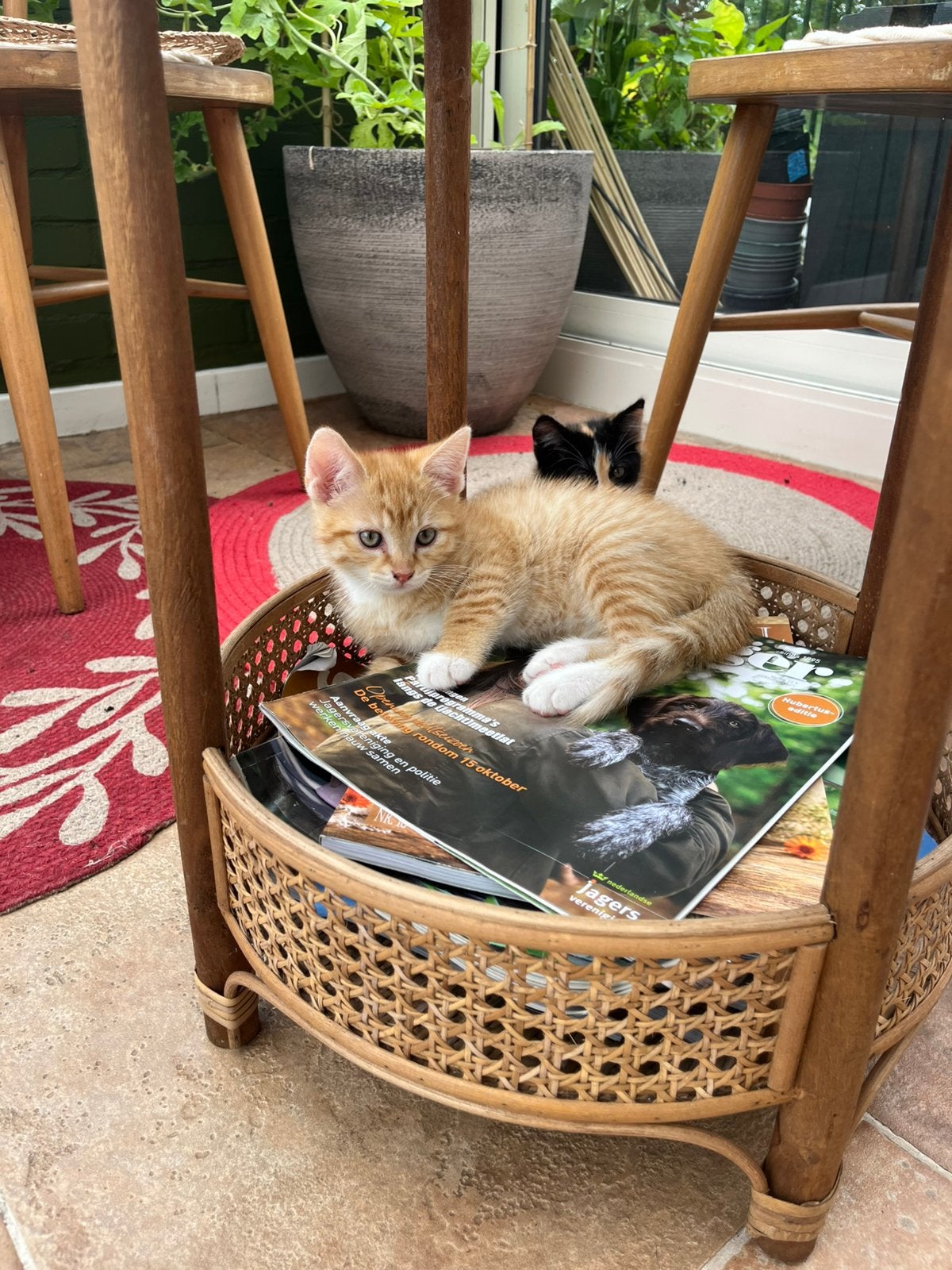 Lieve kittens, Dieren en Toebehoren, Meerdere dieren