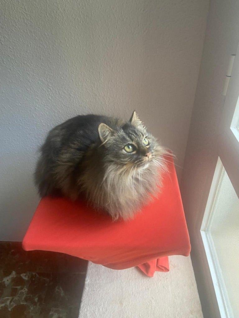 Jarela, Nietsche, 6-6-17 Turkse Angora, gered uit asiel, Poes, Langharig, 6 jaar of ouder