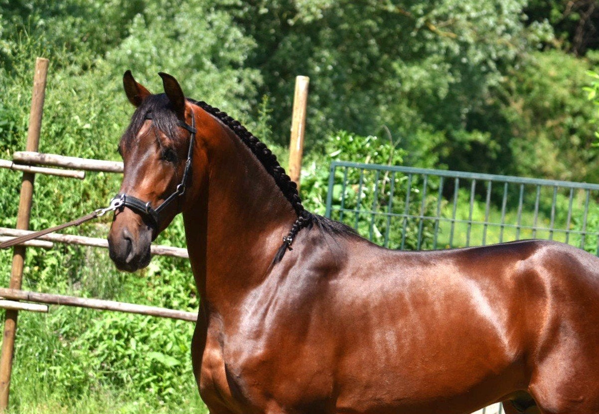 Zeer mooie hoogbenige 2 jarige pre., Dieren en Toebehoren, Met stamboom, Dressuurpaard, 0 tot 2 jaar, Hengst
