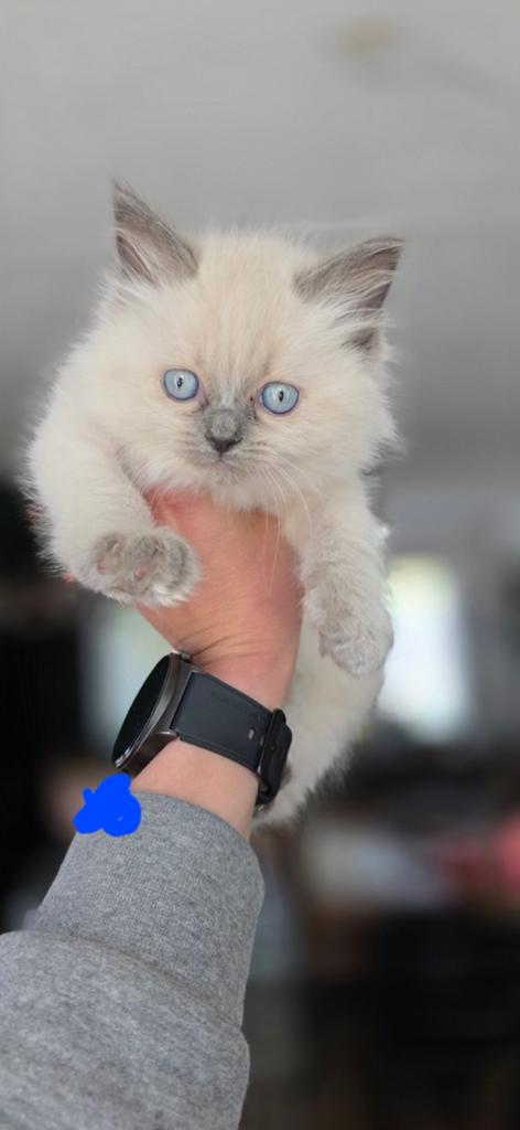 Ragdoll kittens nog 2 katertjes beschikbaar MOGEN VERHUIZEN, Dieren en Toebehoren, Katten en Kittens | Raskatten | Langhaar, Meerdere dieren