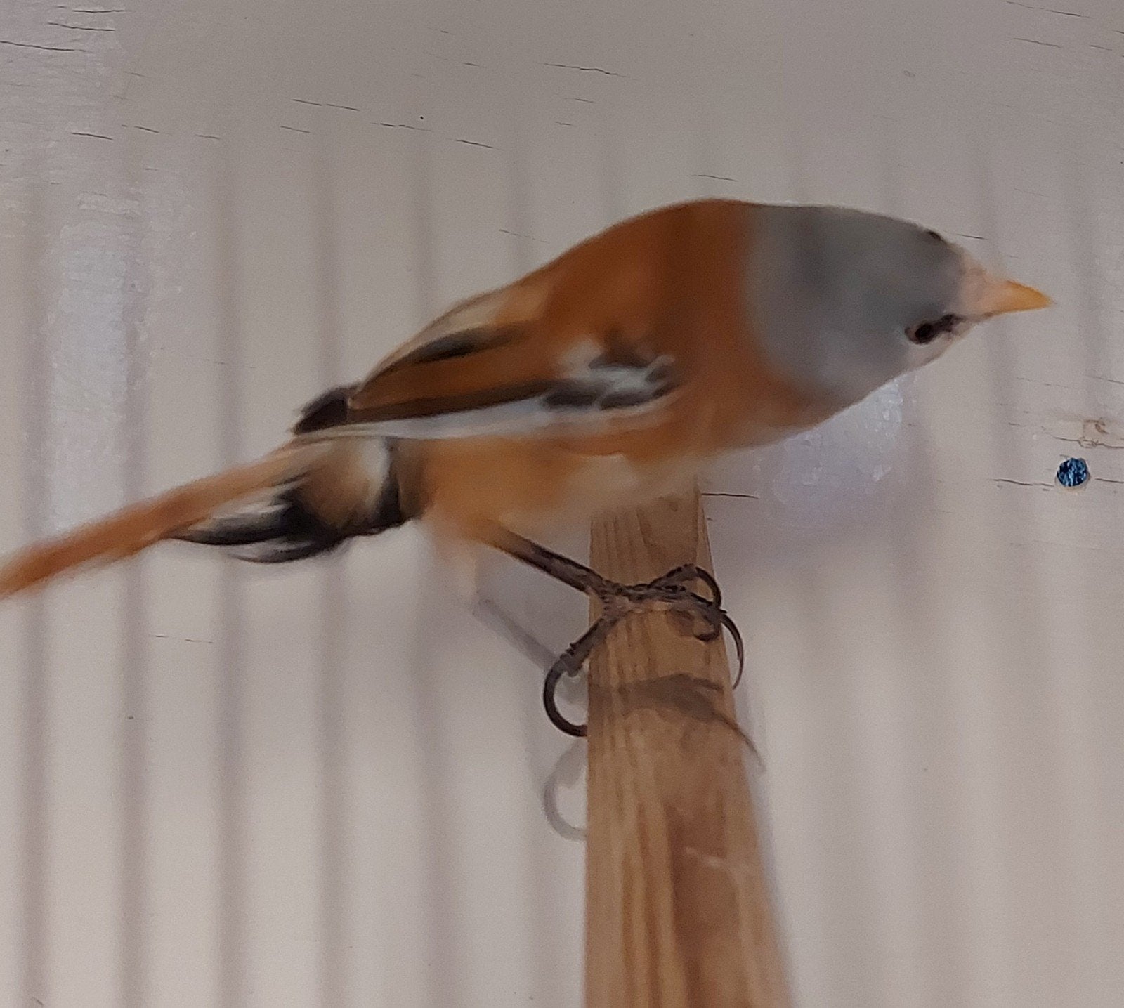 Koppel baardmannetjes man mutant ! 2026 correct geringd, Dieren en Toebehoren, Meerdere dieren, Wildzangvogel, Geringd