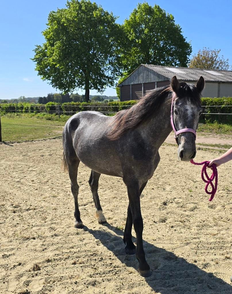 KWPN Schimmelmerrie (3jr) Luxe E-pony / Damespaard, Dieren en Toebehoren, Merrie, 3 tot 6 jaar