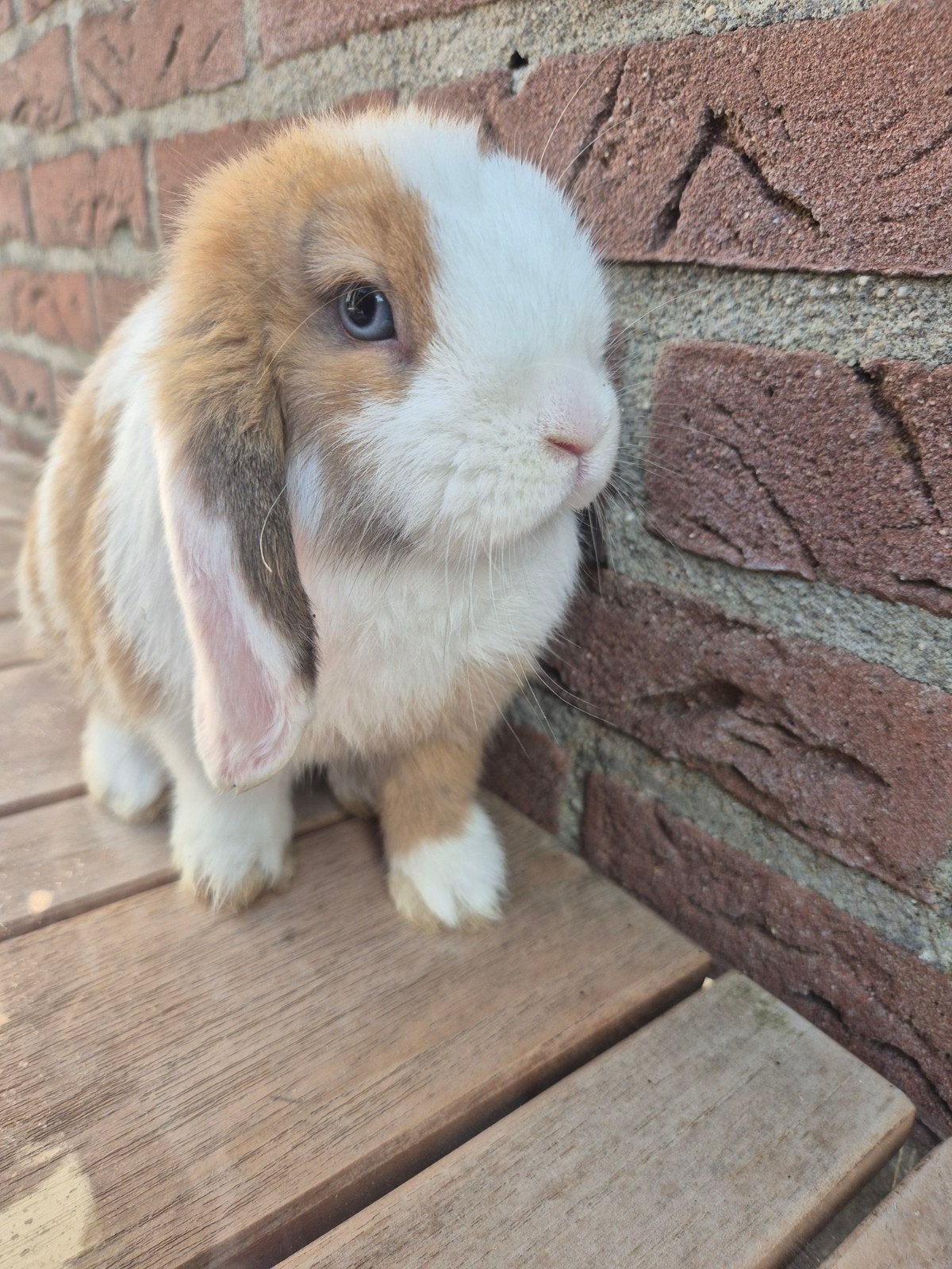 Lieve schattige Minilop voedster 🩷, Dieren en Toebehoren, Konijnen, Vrouwelijk, Dwerg