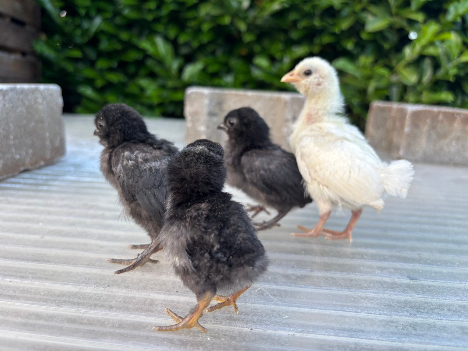 Kuikens watermaalsebaardkriel, Meerdere dieren, Kip