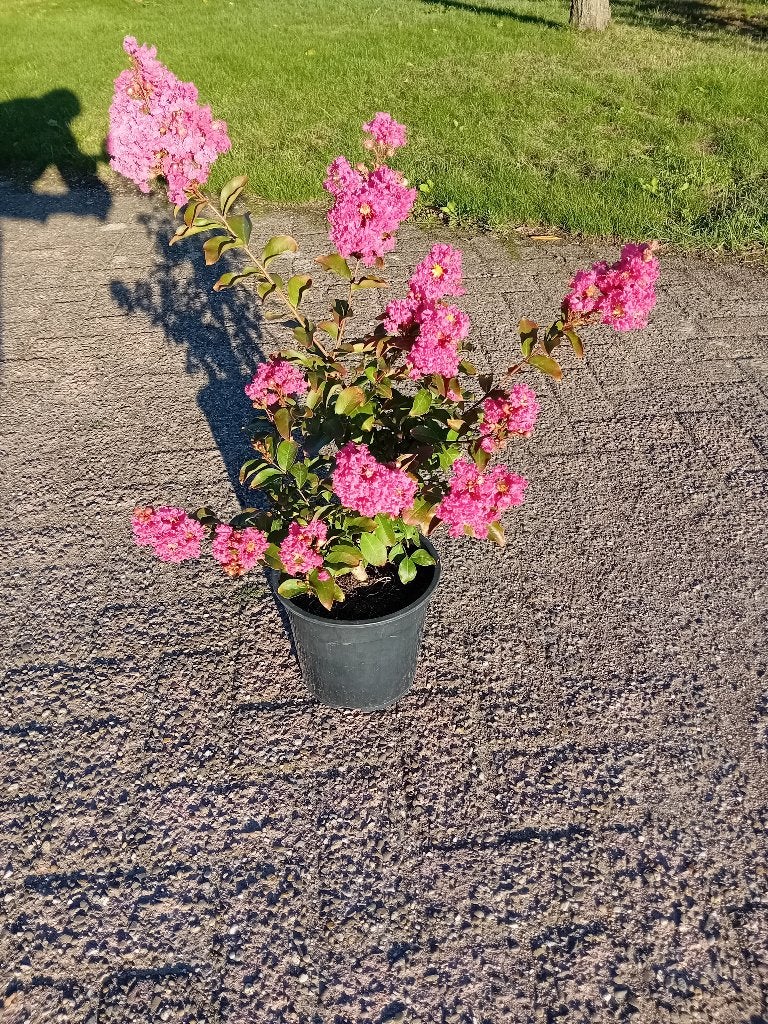 Lagerstroemia Rosea, Tuin en Terras, Overige soorten, Volle zon, Vaste plant, Ophalen of Verzenden