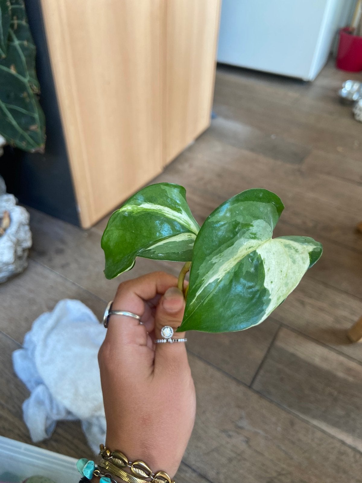Epipremnum manjula happy leaf gewortelde stek, Ophalen of Verzenden, Halfschaduw, Minder dan 100 cm