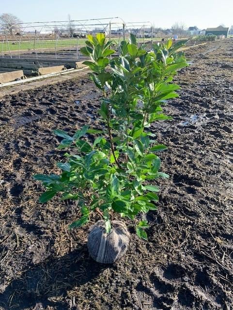 Prunus l. Rotundifolia, haaglaurier, laurierkers 175-200cm, Tuin en Terras, Planten | Tuinplanten, Ophalen of Verzenden, Overige soorten