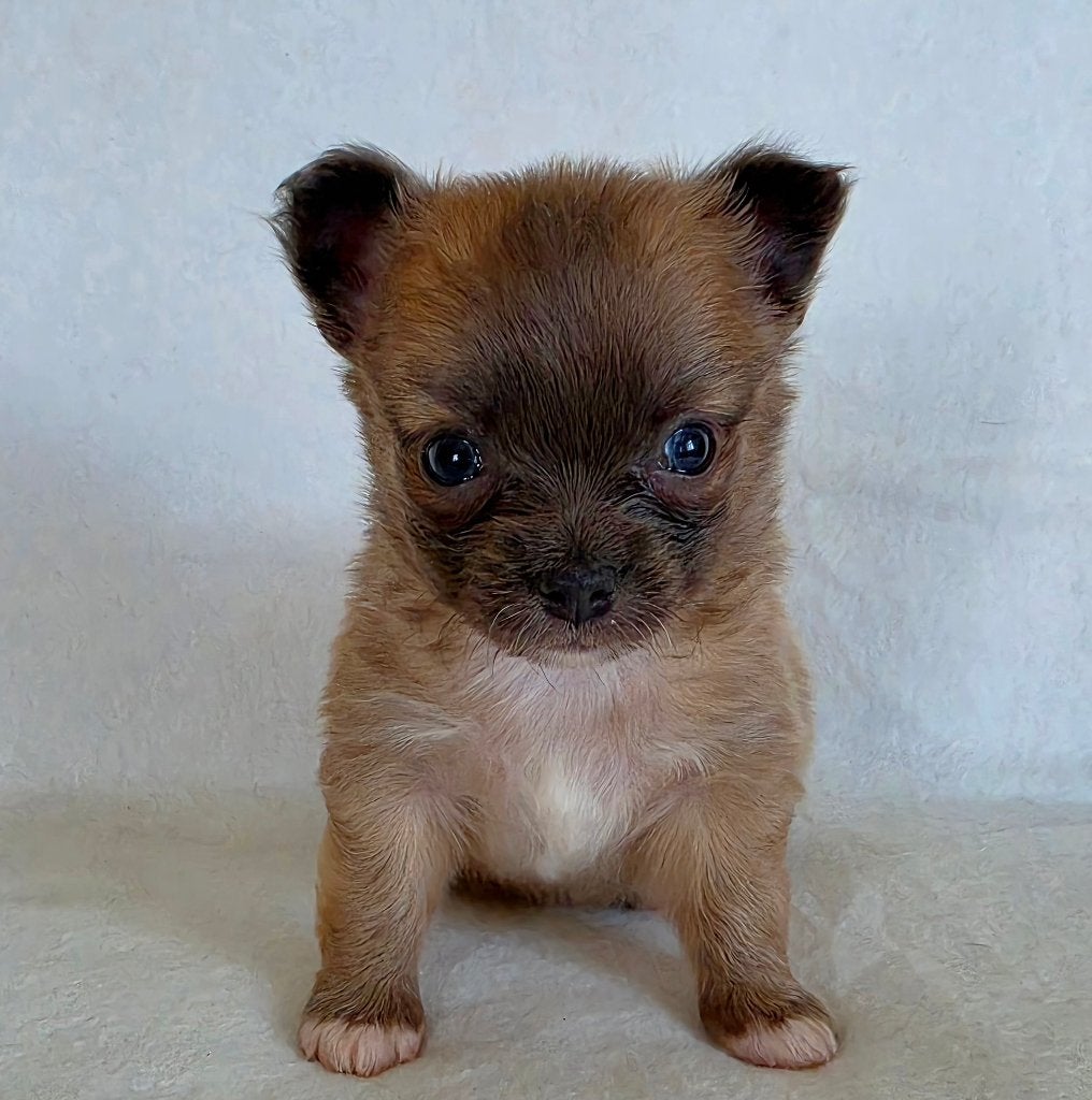 Chihuahua pup (reutje), Dieren en Toebehoren, Honden | Chihuahua's en Gezelschapshonden, België, Particulier, Reu, 8 tot 15 weken