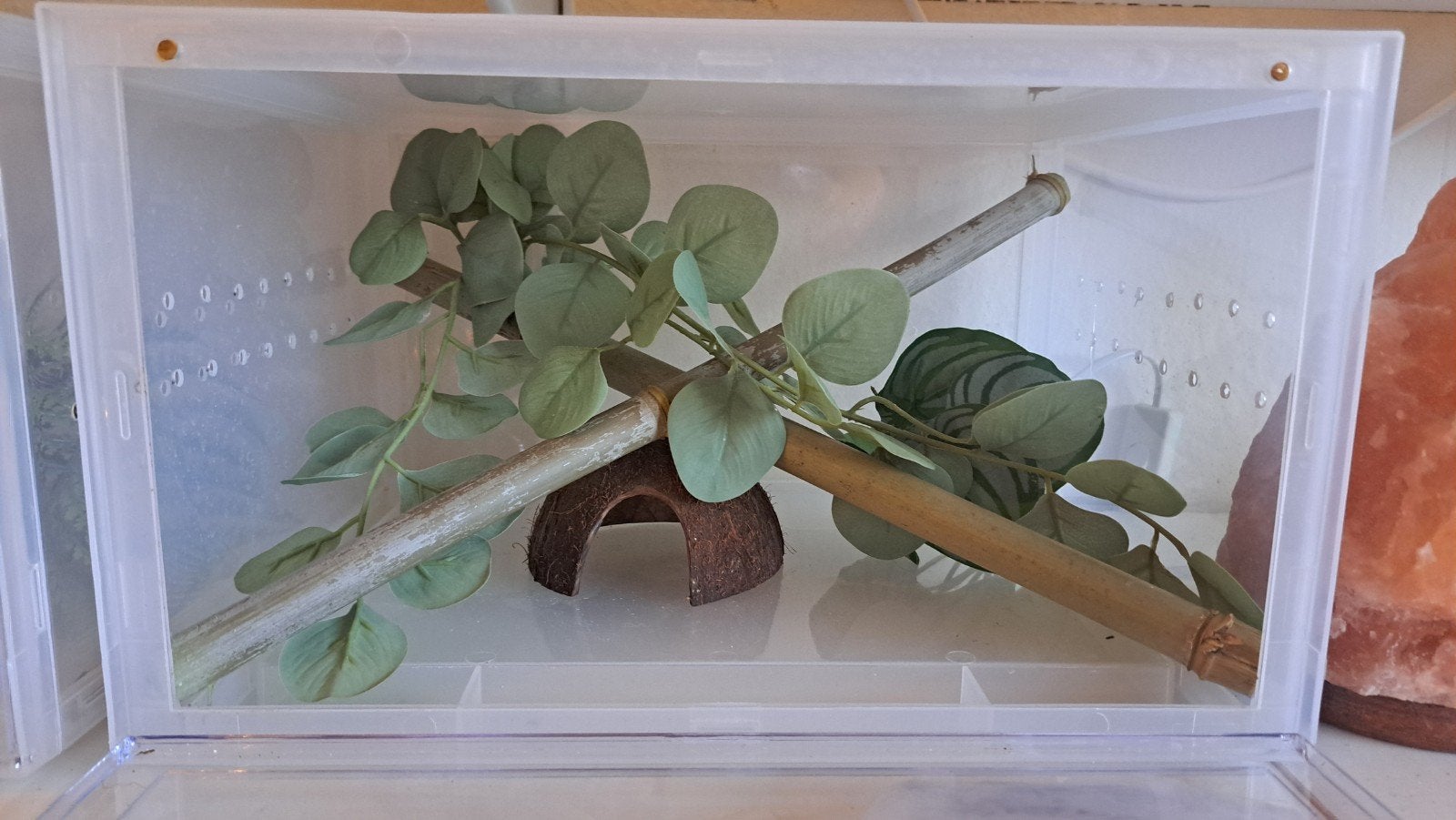 Wimpergekko Lilly white baby + set up Crested Gecko photo 3
