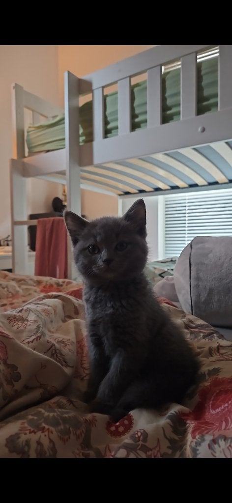 Volbloed britse korthaar blauwe rus geschikte dekkater, Dieren en Toebehoren, Kater, Met stamboom, 0 tot 2 jaar
