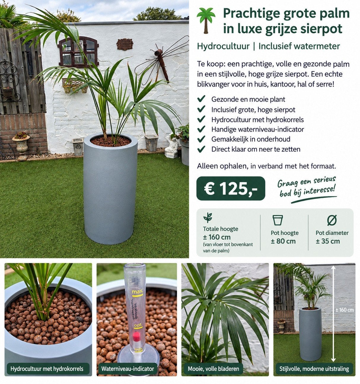 Mooie grote palm in grijze sierpot, Ophalen, Bloeit niet, Overige soorten, Volle zon