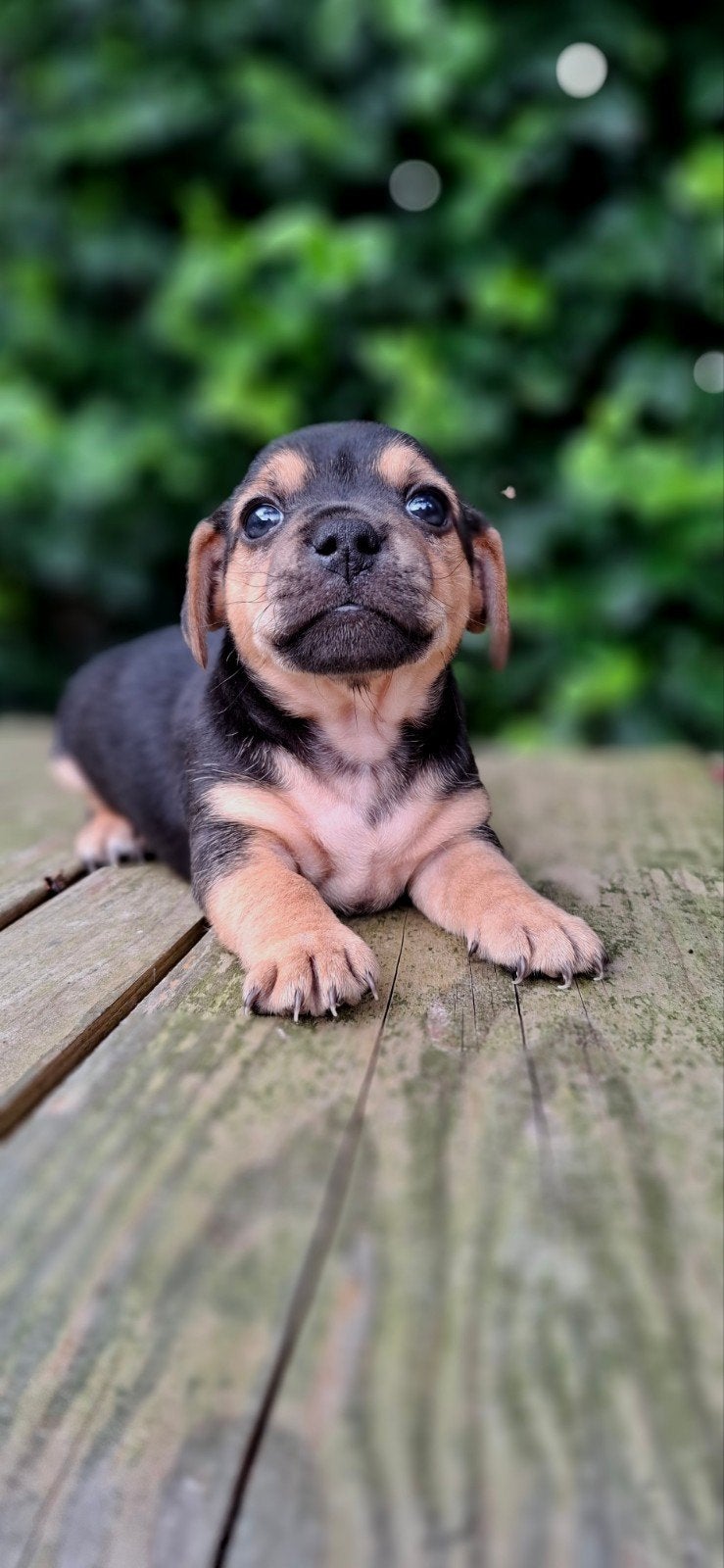 Prachtig Jack Russel reutje, Dieren en Toebehoren, Honden | Jack Russells en Terriërs, Reu, Jack Russell Terriër, Particulier