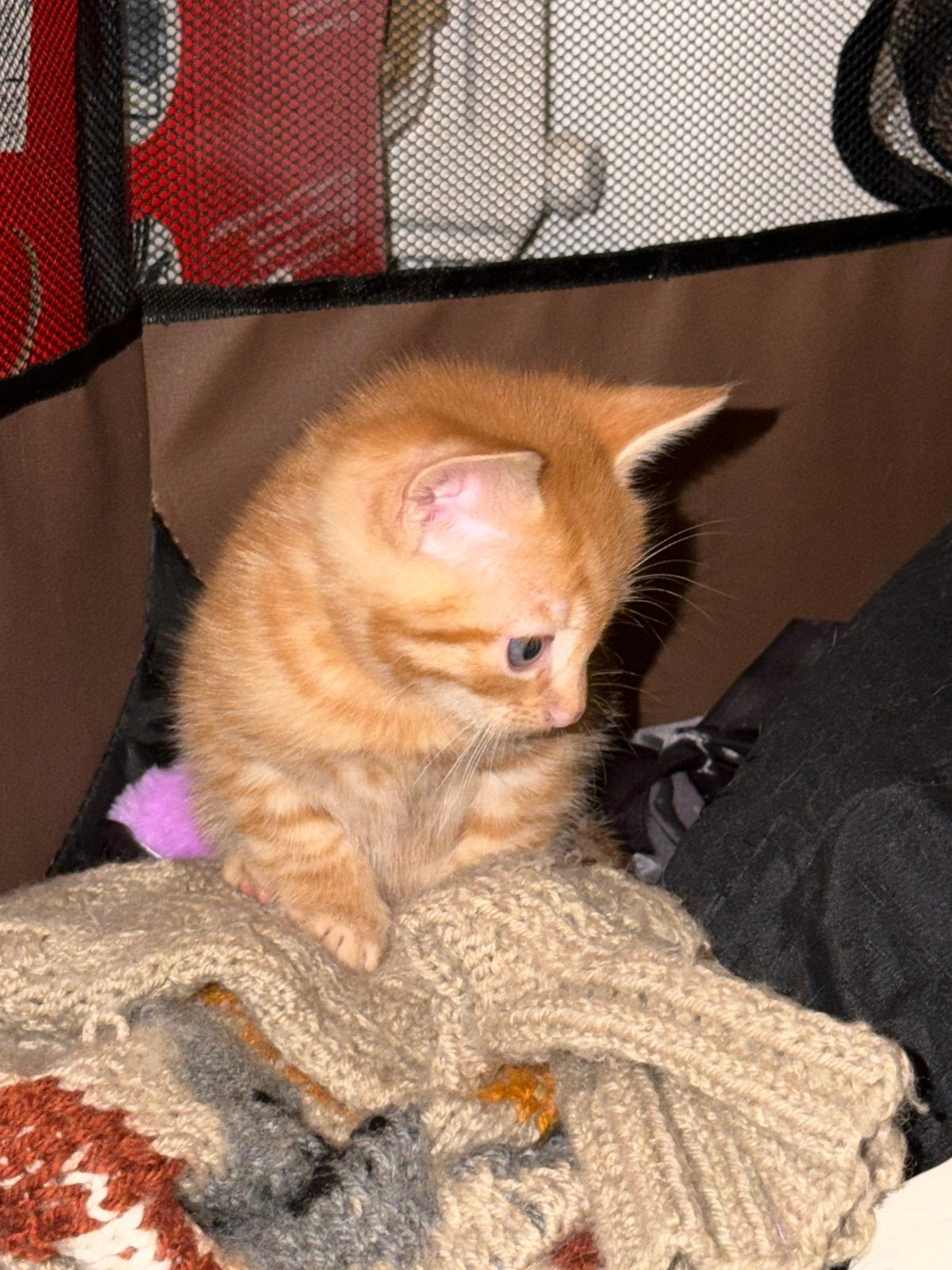 katten, Poes, 0 tot 2 jaar