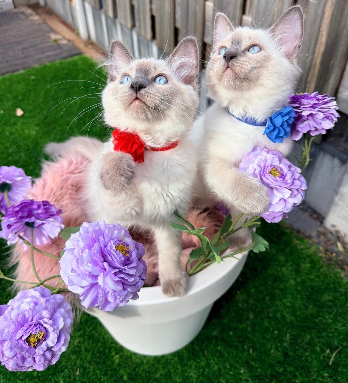 Prachtige blue point ragdoll kittens mogen verhuizen, Dieren en Toebehoren, Meerdere dieren, Gechipt, 0 tot 2 jaar