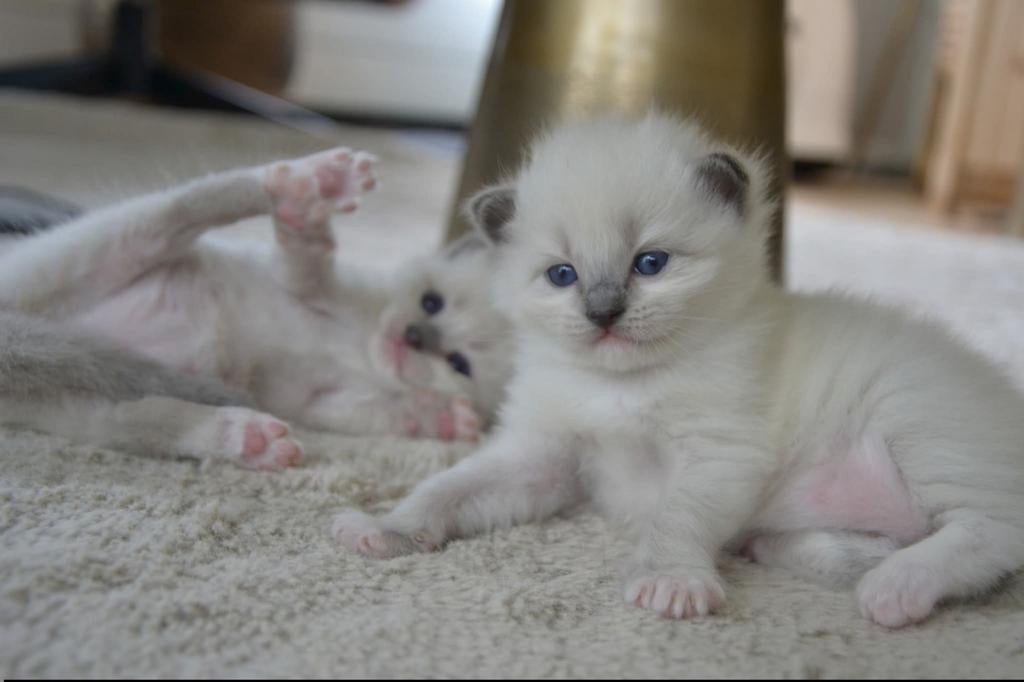 Ragdoll kittens, Dieren en Toebehoren, Katten en Kittens | Raskatten | Langhaar, Meerdere dieren, Gechipt, 0 tot 2 jaar