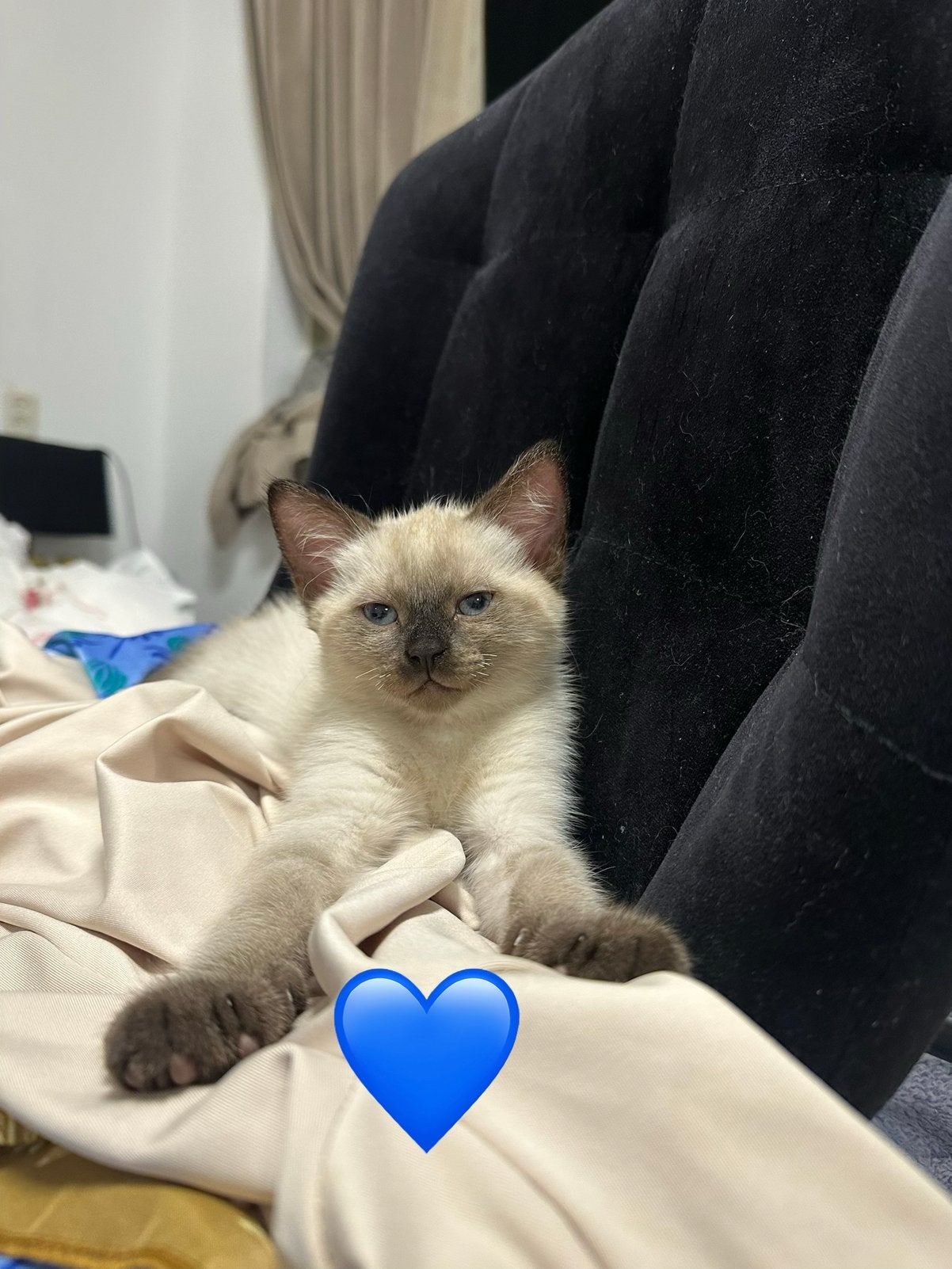 Ragdoll kittens (kater) mogen direct mee seal point, Meerdere dieren, 0 tot 2 jaar
