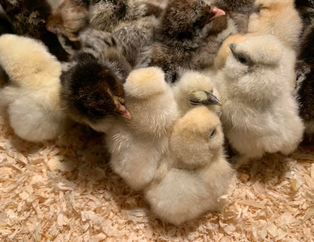 Broedeieren - USA Zijdehoen, Dieren en Toebehoren, Pluimvee, Geslacht onbekend, Kip