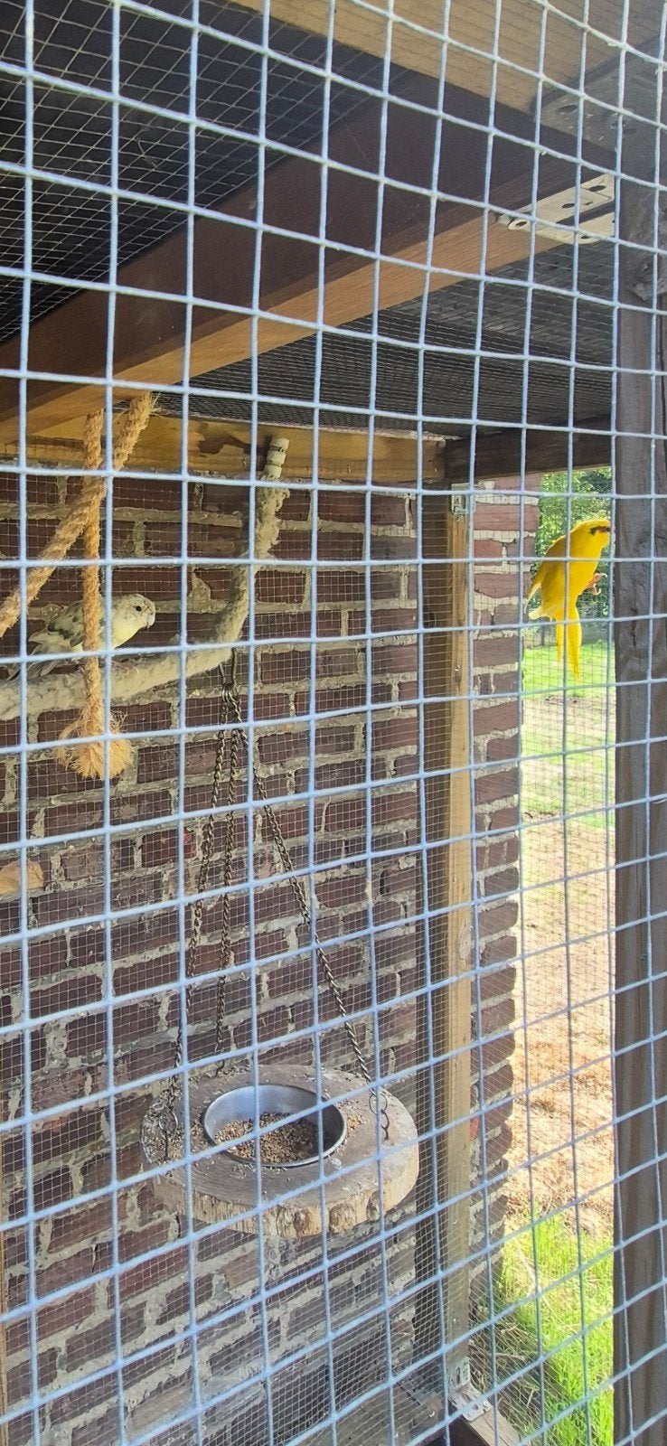 Twee kakariki, Dieren en Toebehoren, Vogels | Parkieten en Papegaaien, Mannelijk, Parkiet