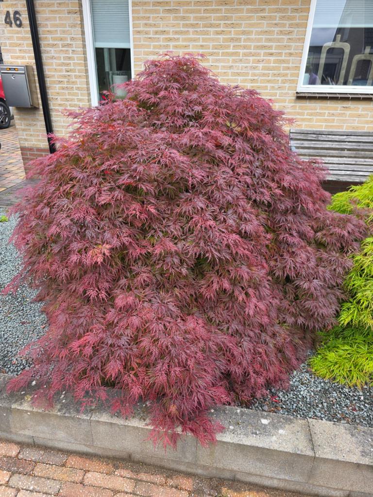 Grote rode japanse esdoorn, Bloeit niet, Halfschaduw, 100 tot 250 cm, Overige soorten